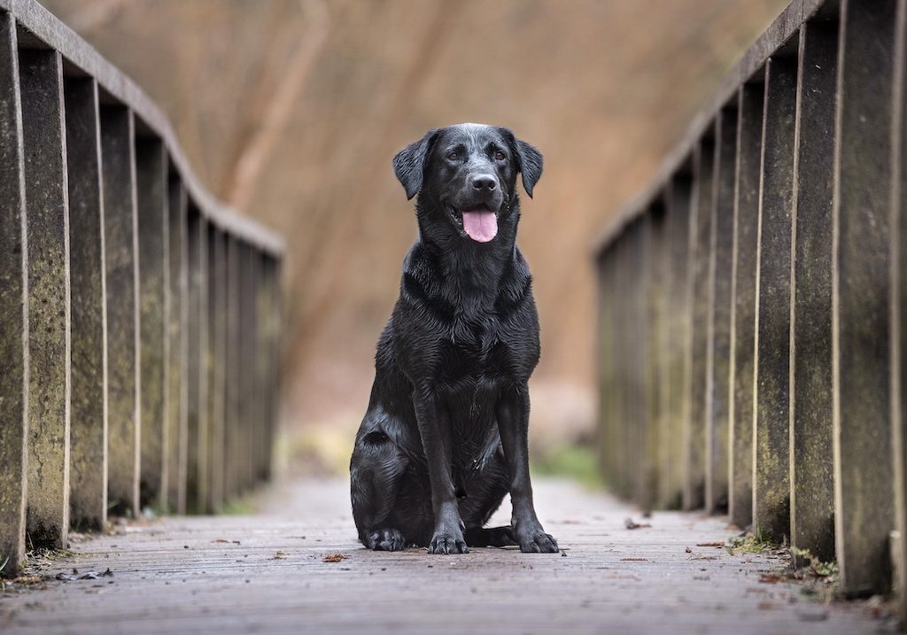Att träna din labrador retriever: En guide till en väluppfostrad följeslagare